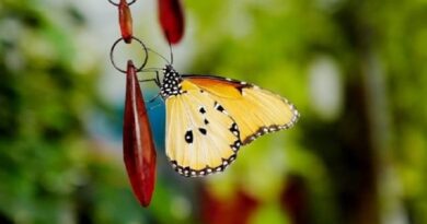 La casa delle farfalle: a Costa Volpino, dal 28 ottobre al 12 novembre, il museo itinerante