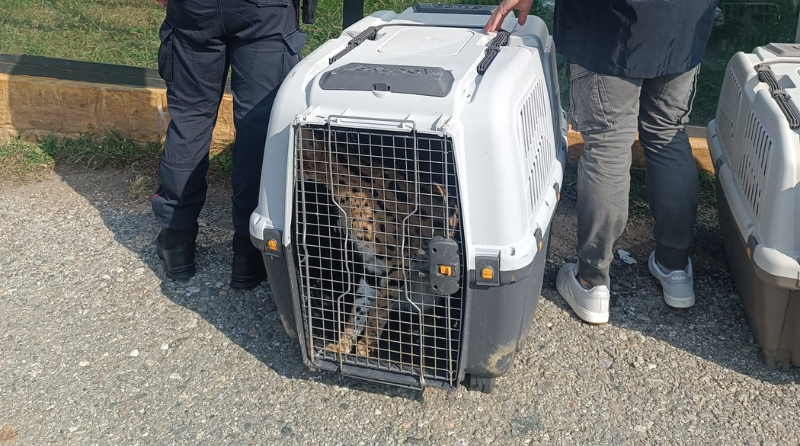 Adro, confiscati due serval detenuti in un’abitazione: saranno trasferiti in una struttura autorizzata
